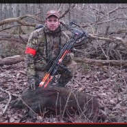 Chasse gros sanglier à l’arc 90kg / Bowhunting Wildboar